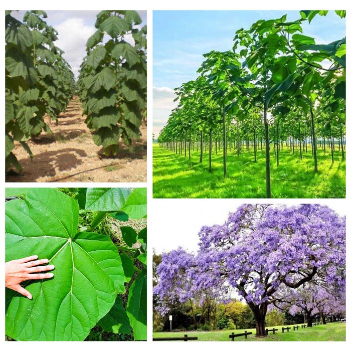 Drzewo tlenowe Paulownia ShanTong Oxytree sadzonki producent
