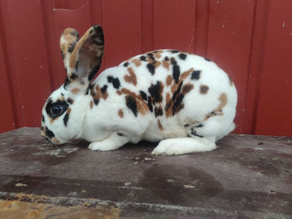 Rex trójbarwny samica