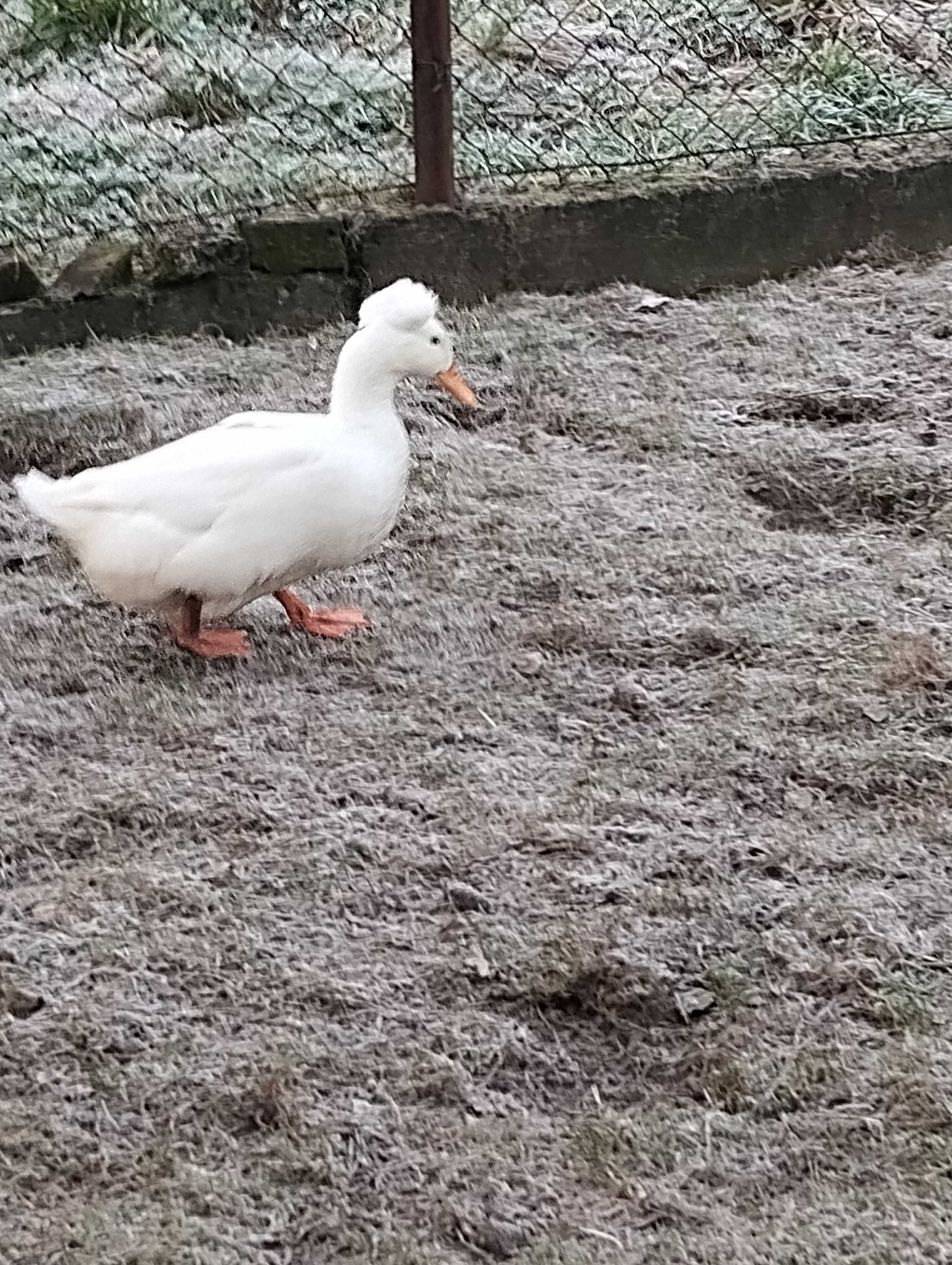 Kaczki Staropolskie jaja lęgowe.