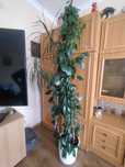 Dracena z bluszczem