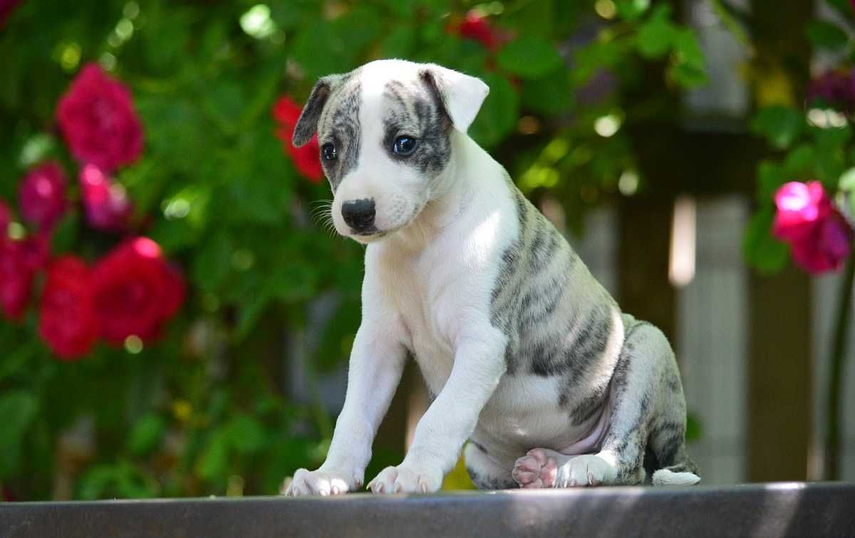 whippet chart angielski piesek hodowla FCI