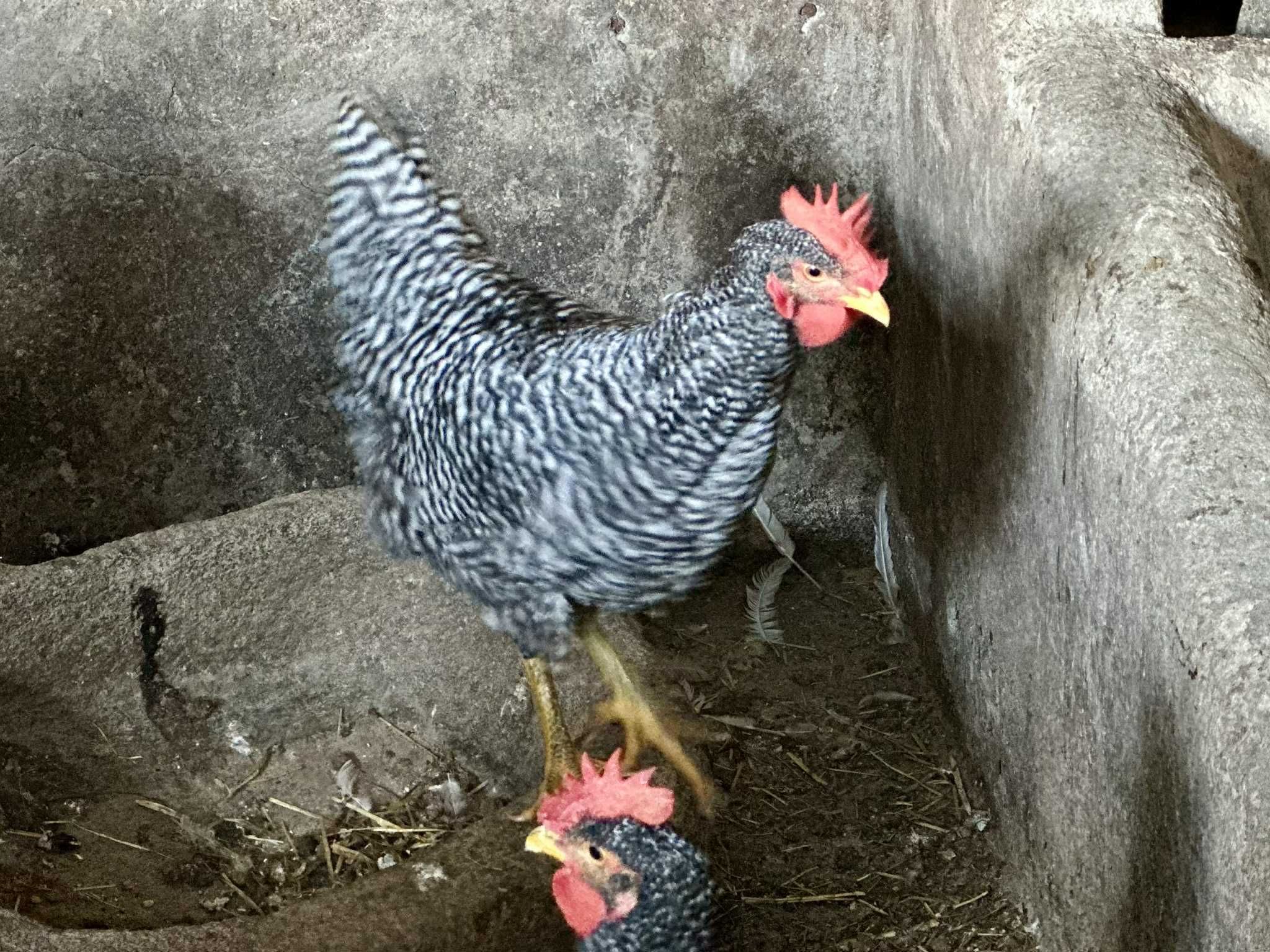Vendo frangos pedrês