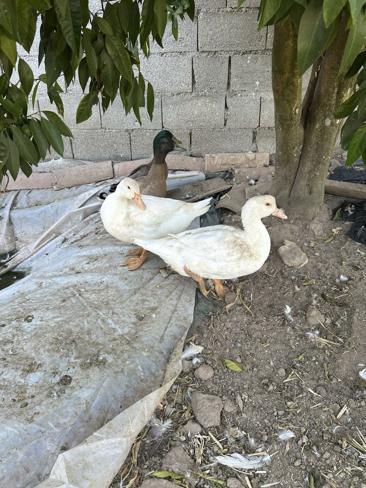 Vendo patos de pequim e 1 khaki campbell