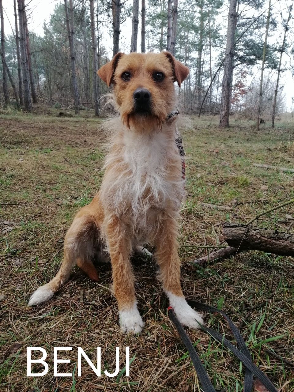 BENIJ szuka spokojnego domu
