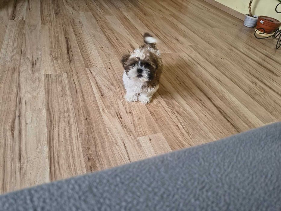 Sprzedam ślicznego pieska SHIH TZU