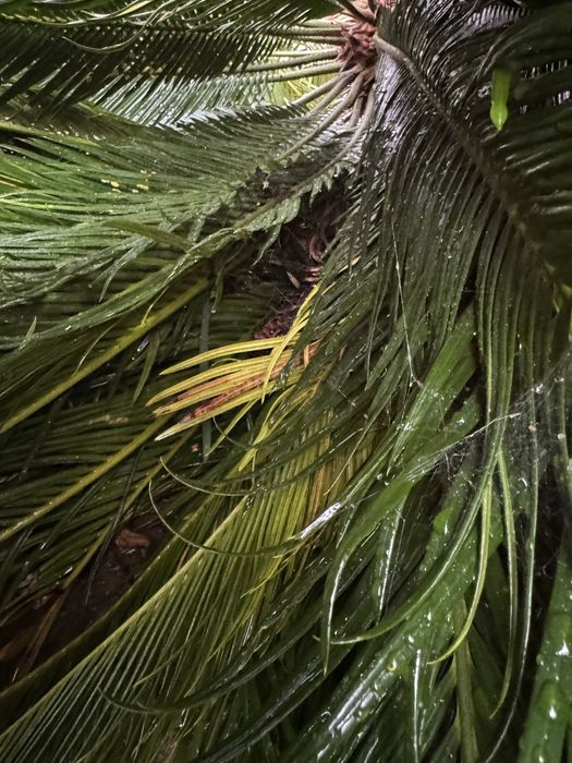 Syca ( já arrancada)