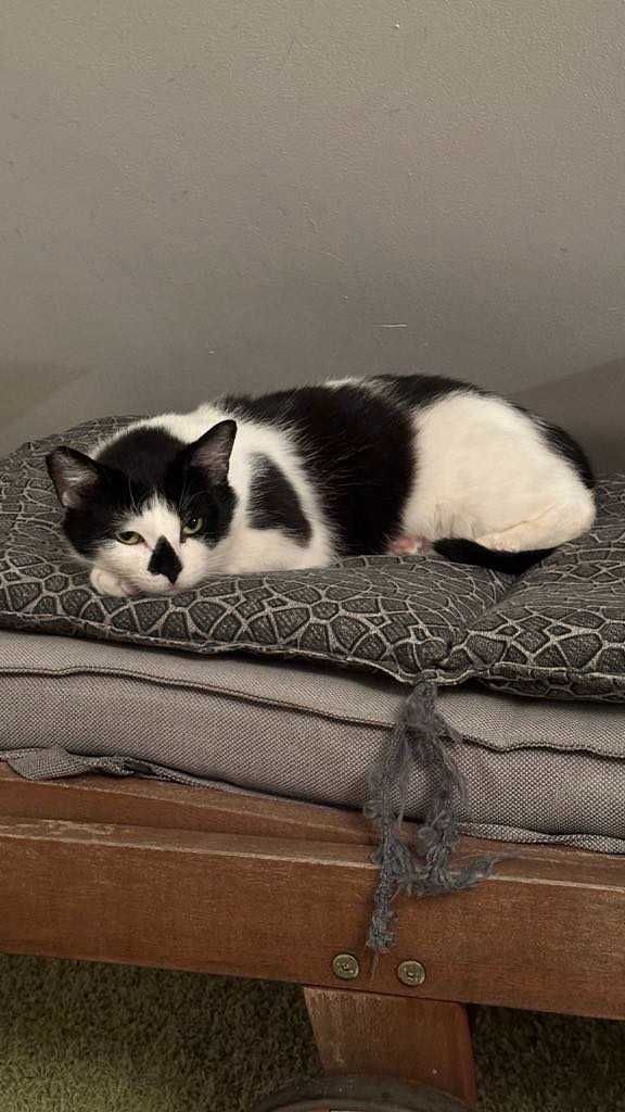 ADOPCJE!!Dwie ok.2 let. wyjątkowe kotki siostry  Nina i Lala  Łomianki
