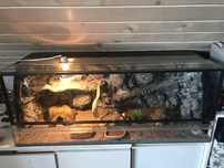 Terrarium szklane z wyposazeniem Okazja!