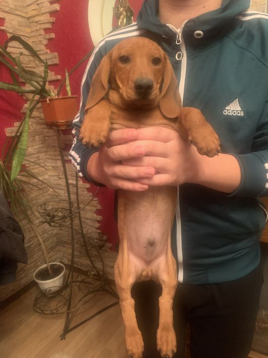 Продам цуценят Таксенят