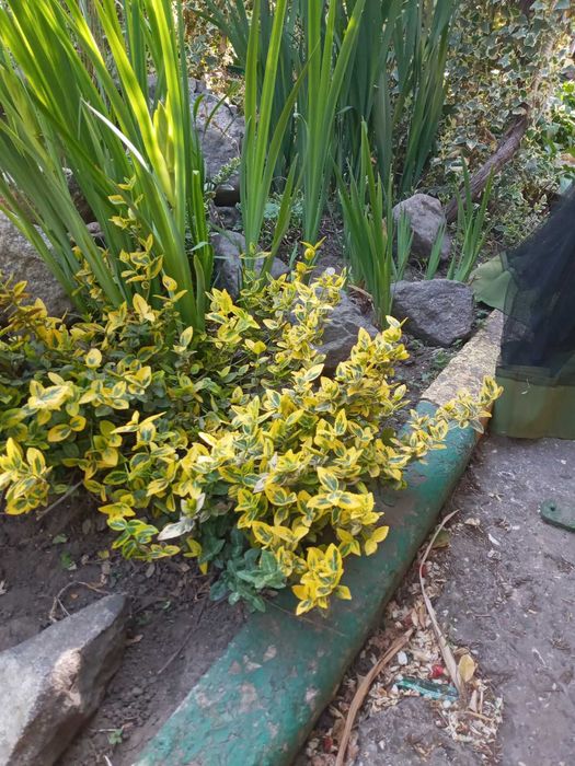 Садовые растения