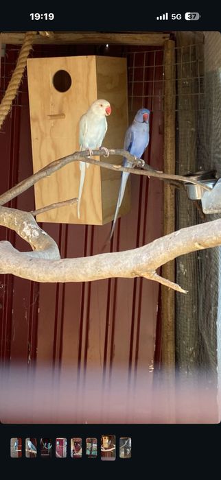 Aves tudo para despachar prontas a criar