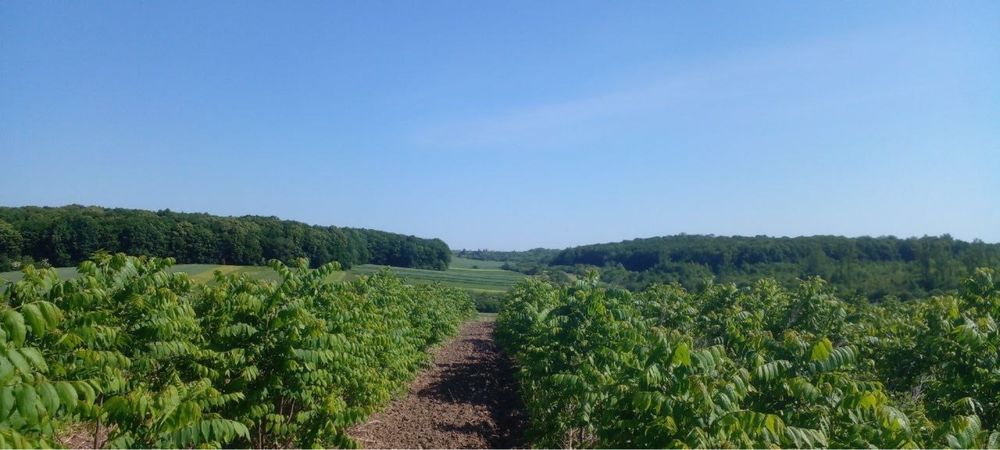 Саджанці дерев та кущів. Горіхи.