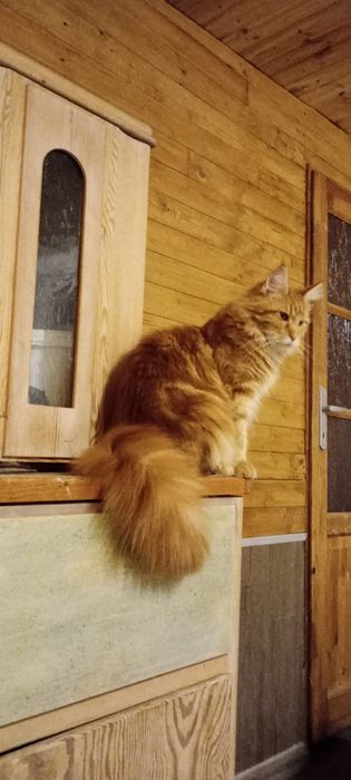 Kotka, maine coon, kot z rodowodem