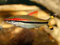 Brzanka Denisona (Sahyadria denisonii) WYSYŁKA AKWAWIN