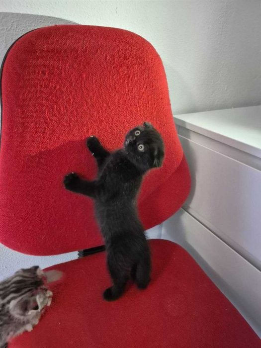 Gatinho Scotish Fold