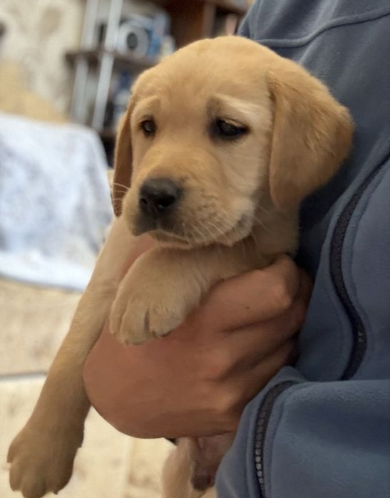 Лабрадор ретривер