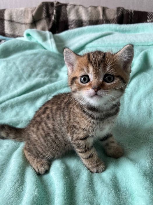 Шотландські кошенята