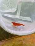 Neocaridinas Red Kanoko