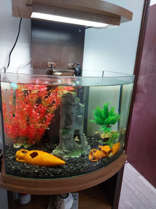 Aquário peixes de água quente