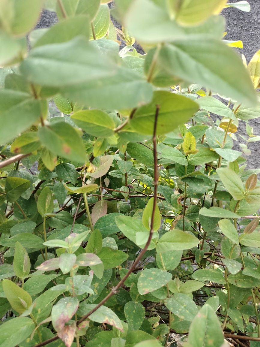 Folhas secas de aromáticas Bio