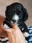 Wyjątkowa Suczka Maltipoo
