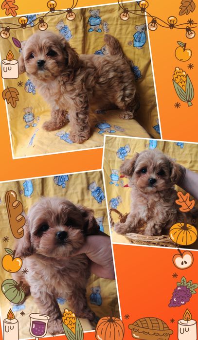 ‼️Мальтипу Ф-1 , корейский тип