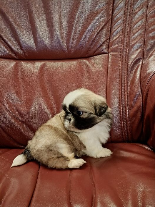 Shih tzu piesek z rodowodem