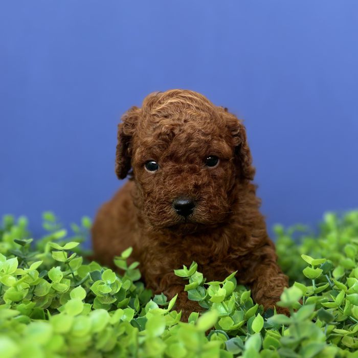 шикарний хлопчик у забарвленні RED BRAUN