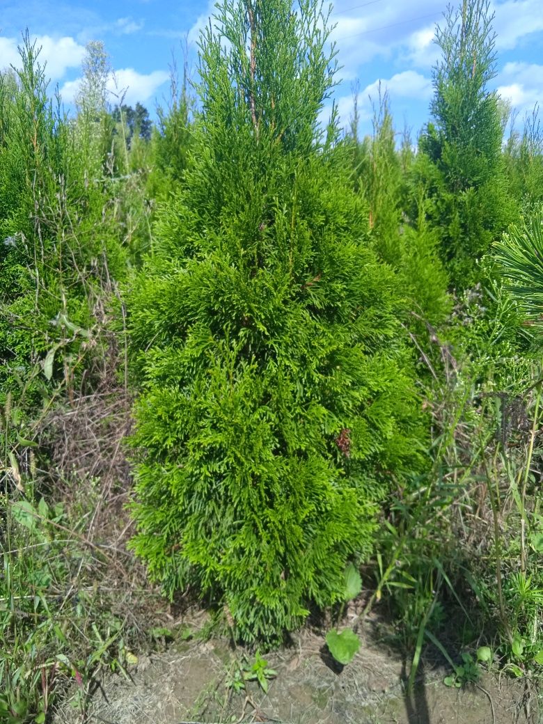 Tuje Szmaragd. Brabant prosto ze szkółki 140 cm