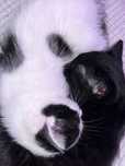 Dois gatos bebés