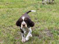 Suczka Springer Spaniel Angielski FCI