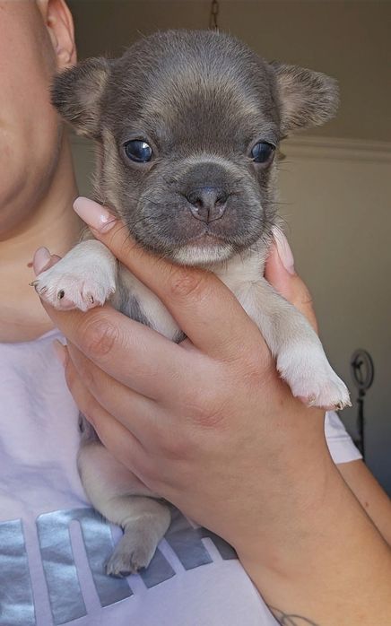 Bulldog Francês Blue Tan Fêmea