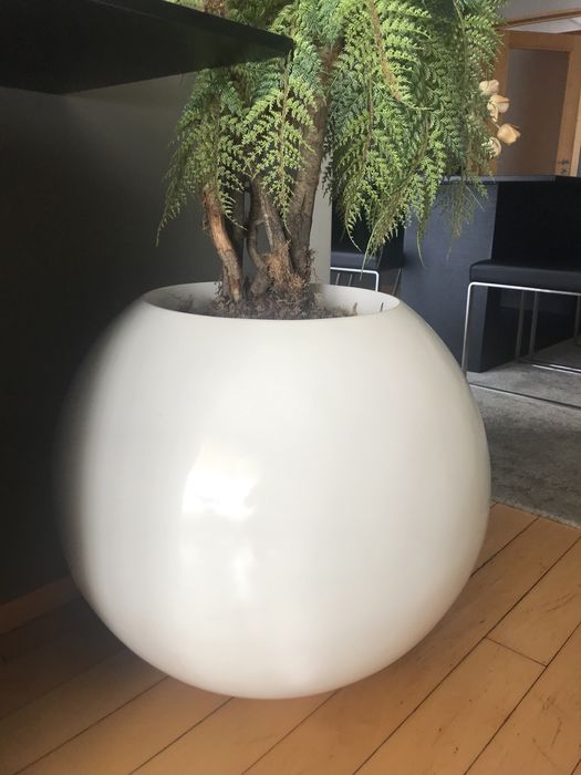 Palmeira com vaso grande