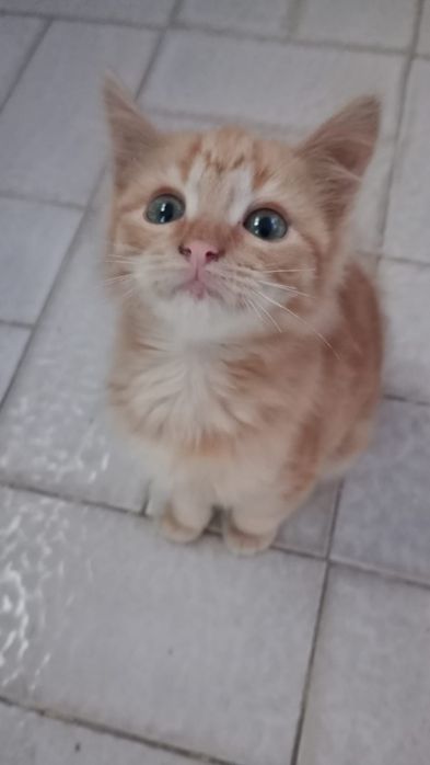 Dão-se gatinhos para adopção responsável esponsável