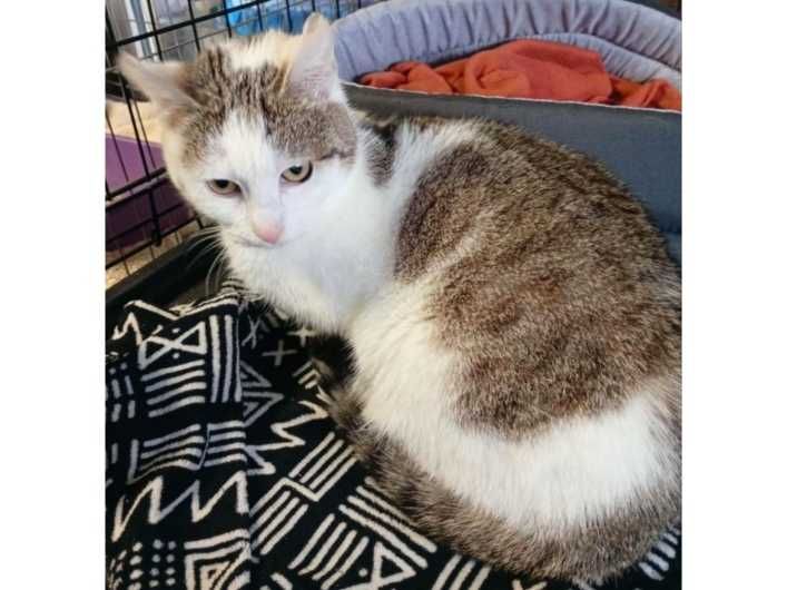 7mies.SPOKOJNY, biało-bury kocurek (adopcja)