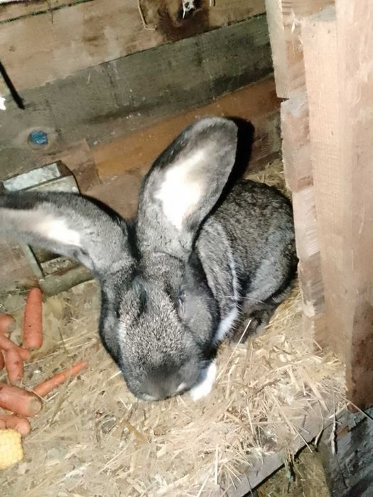 Królik samiec czarny