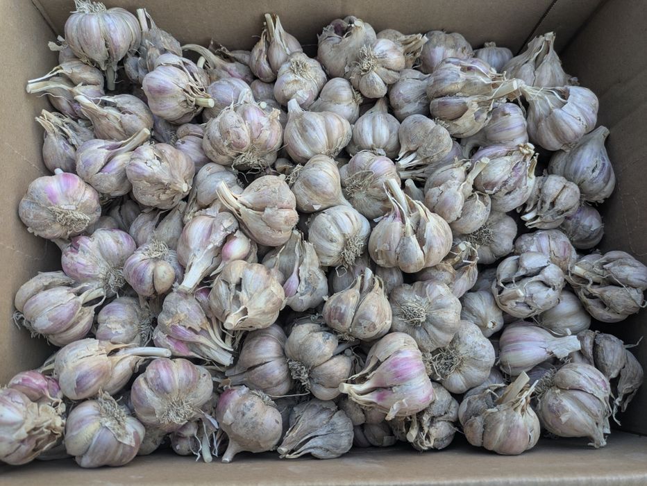 Czosnek ozimy Harnaś 2kg