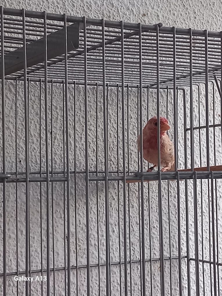 Carpodacus mutação