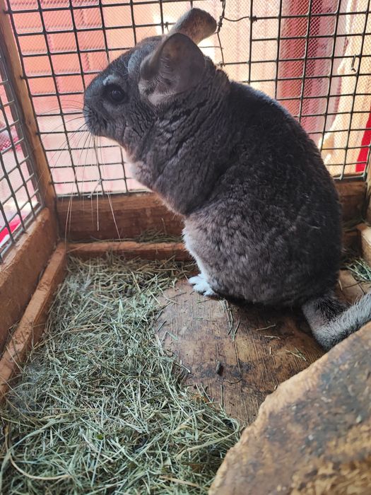 Пухнастик домашній