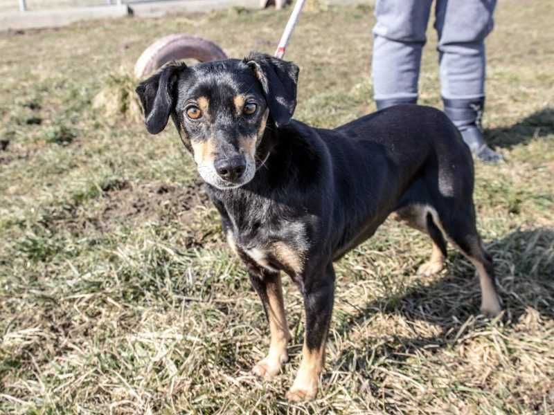 Miki - nieduża i żywiołowa, bardzo potrzebuje człowieka