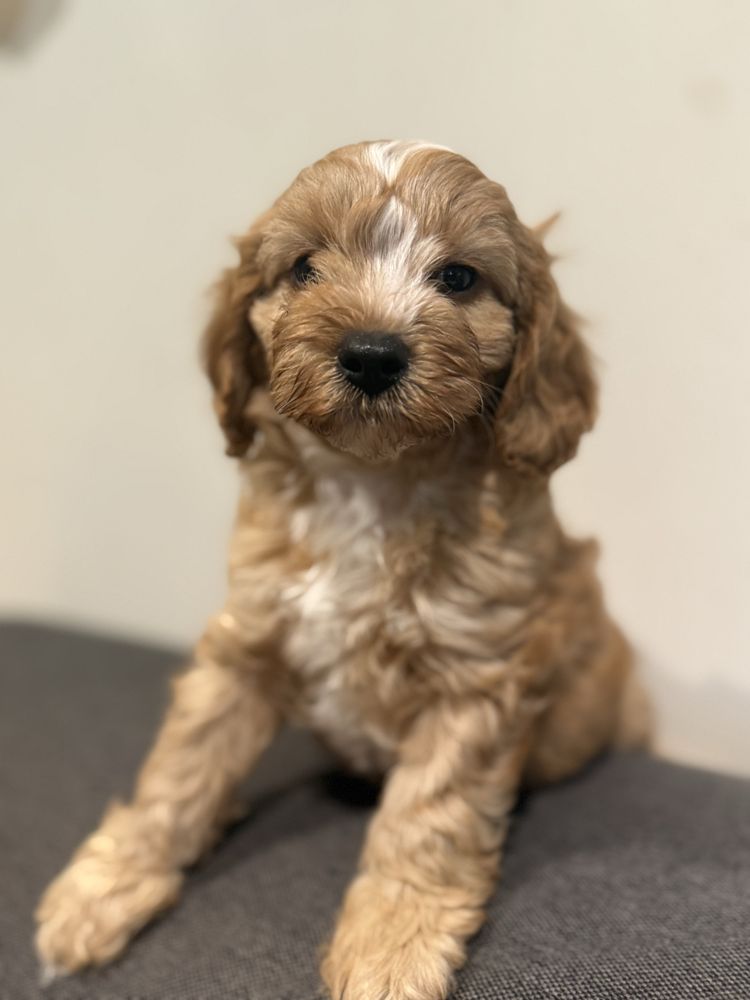 Cavapoo śliczny szczeniaczek