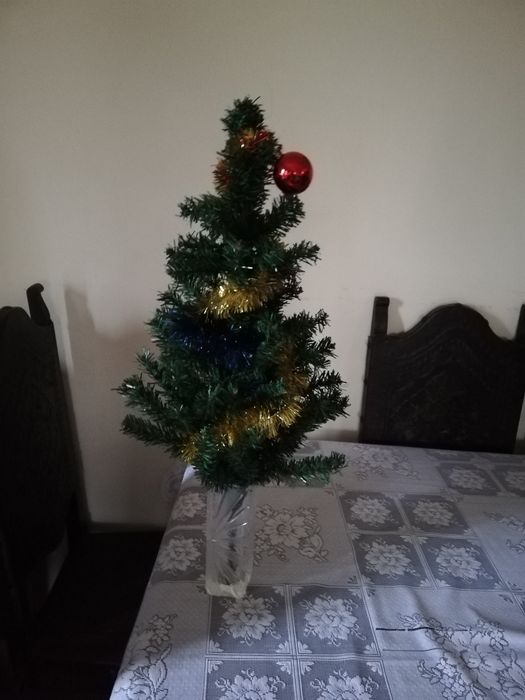 Pinheiro de natal