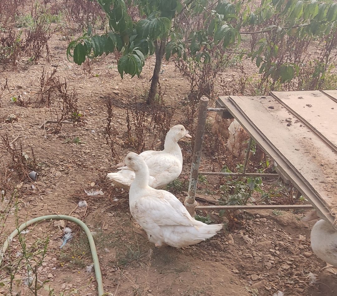 Vendo Patos mudos