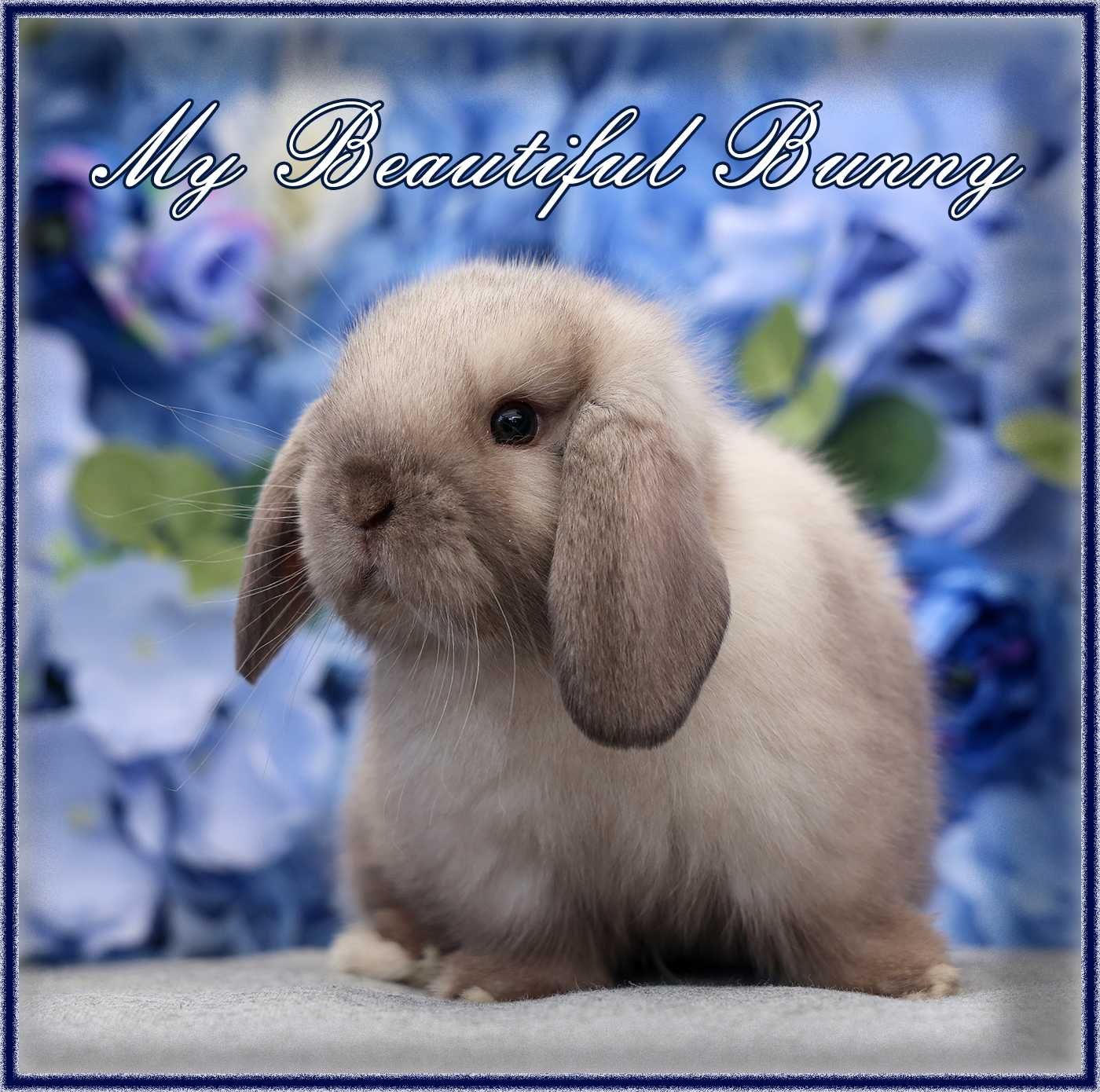 Młody Piękny Królik 100% Mini Lop - Sallander