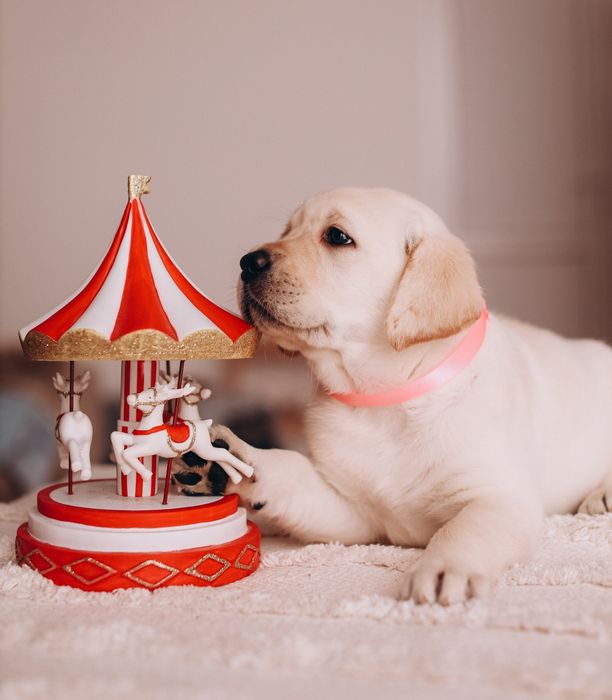 Щеночки лабрадора ретривера!