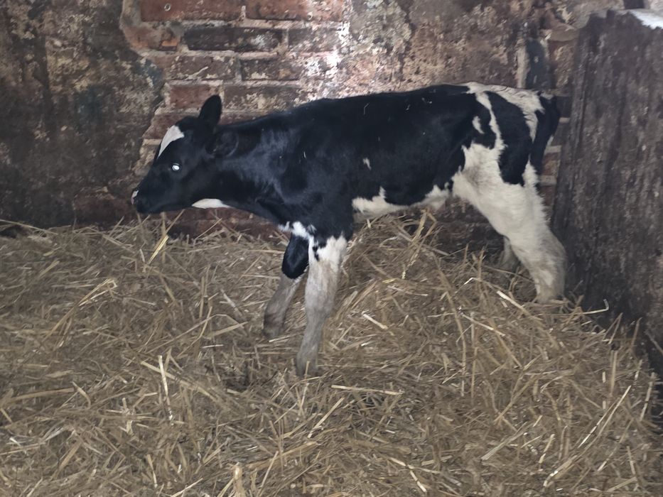 Byczek biało-czarny cielak