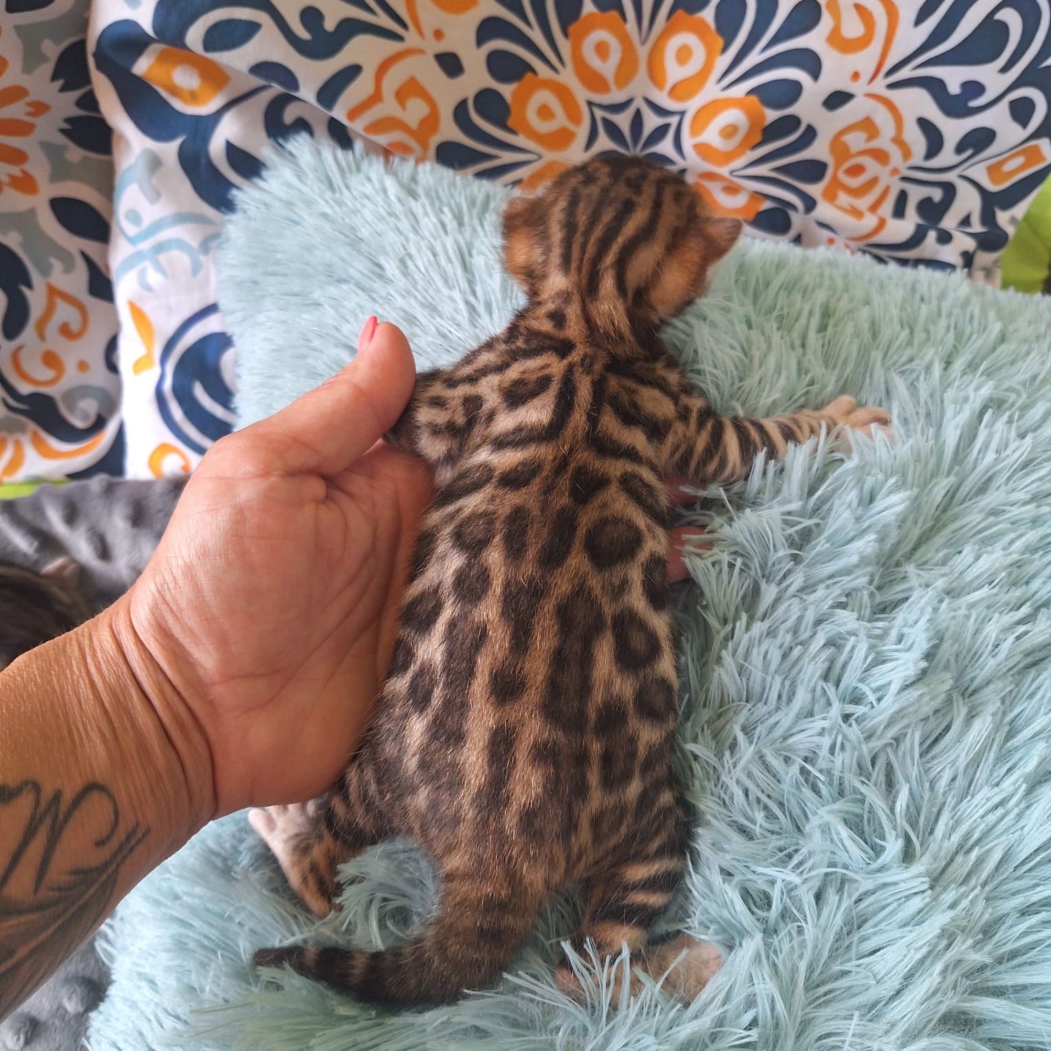 Koty bengalskie do rezerwacji