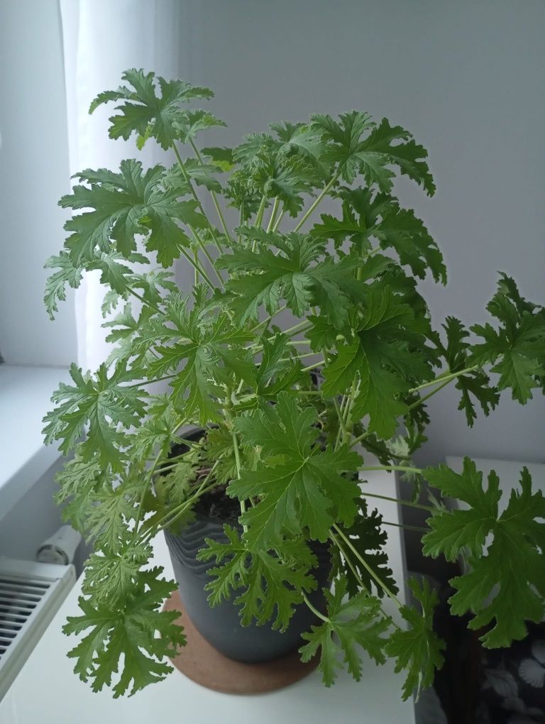 Geranium Anginka