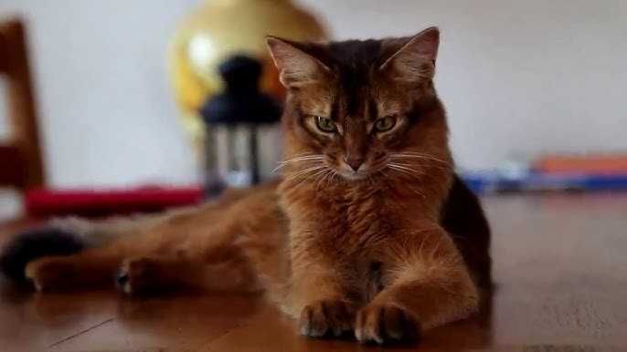 Редкая порода Сомалийская - абиссинцы длиники