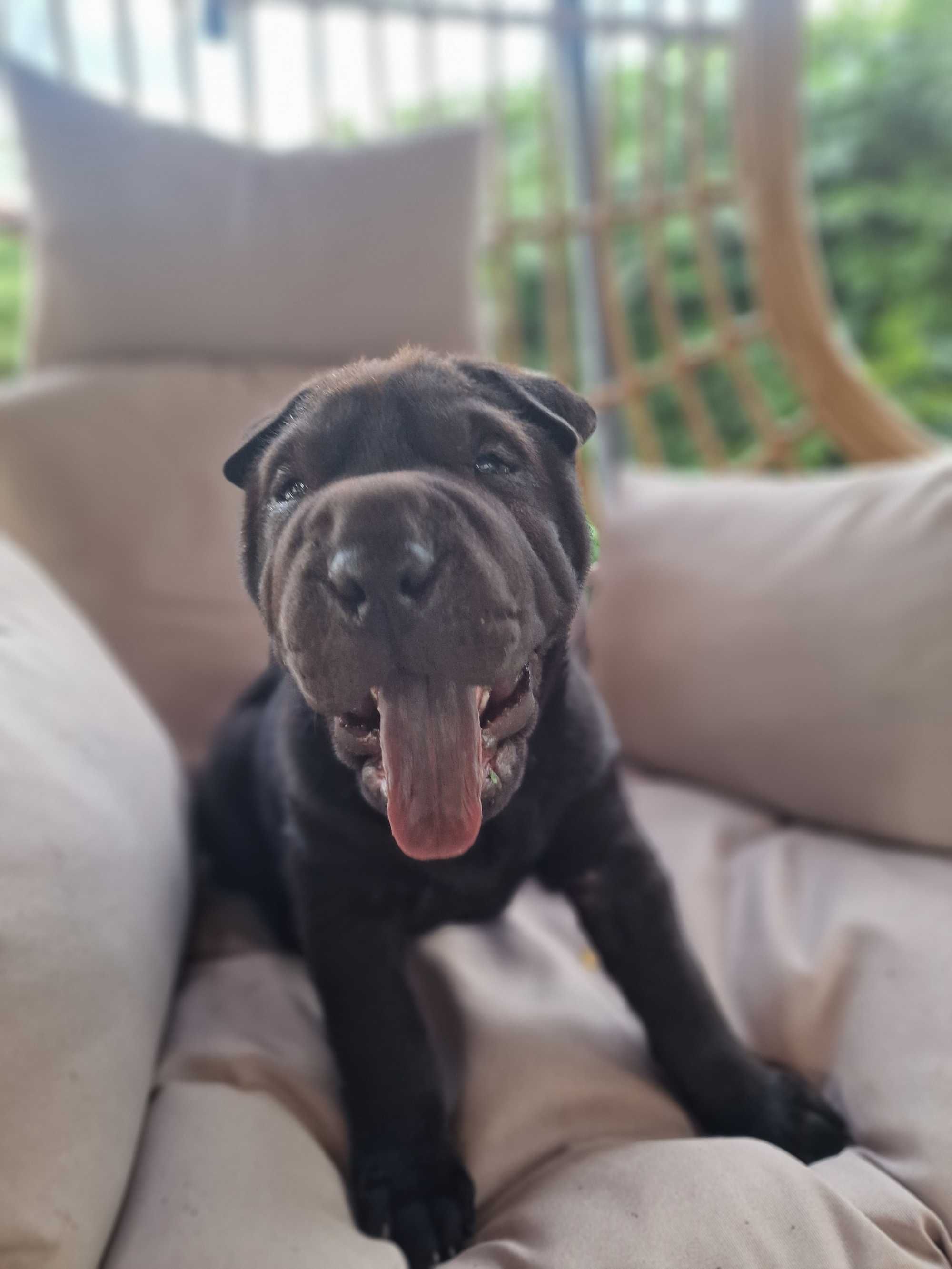 Suczka shar pei FCI
